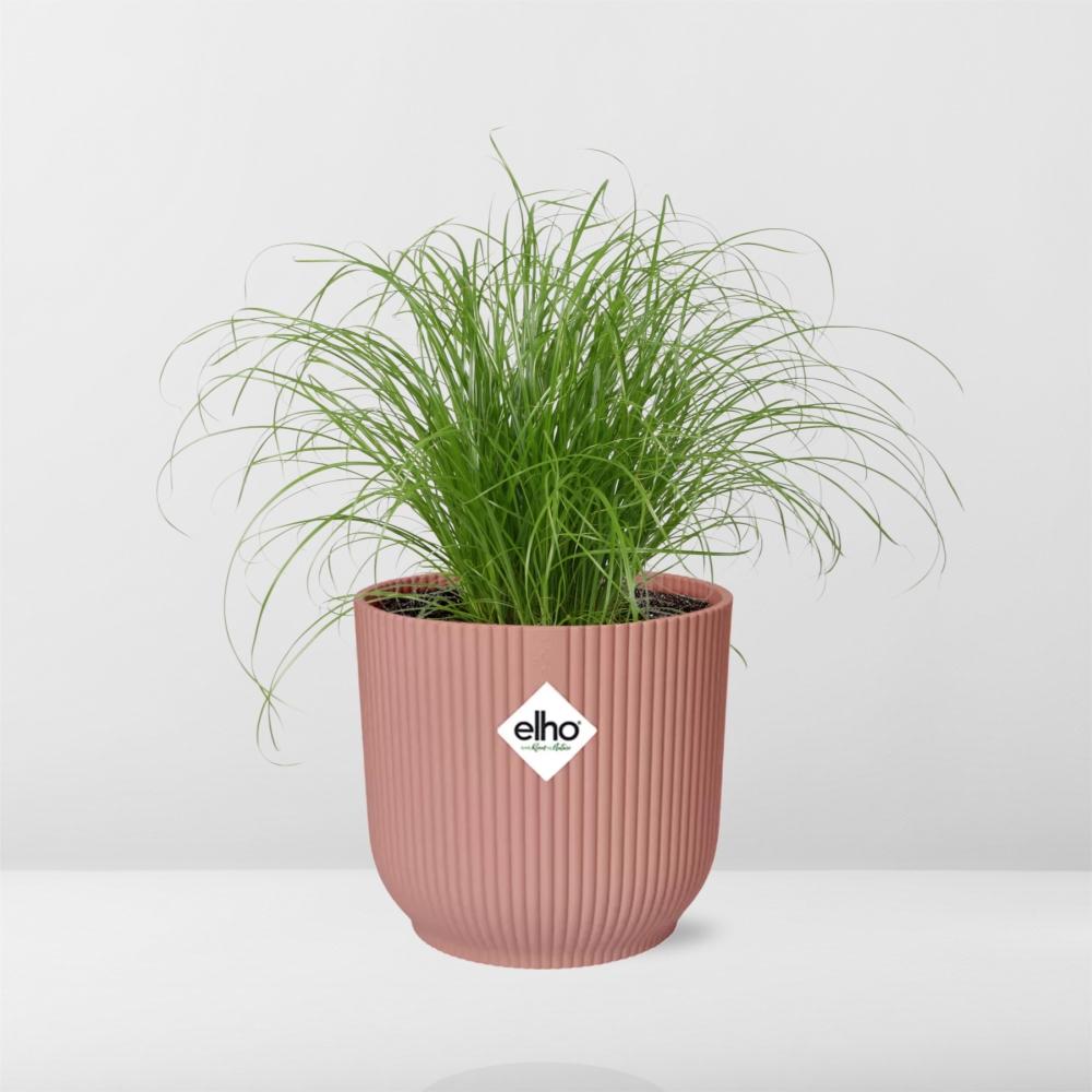 Cyperus Alternifolius Zumula in ELHO Vibes Fold 14cm roze - pflanzfix24