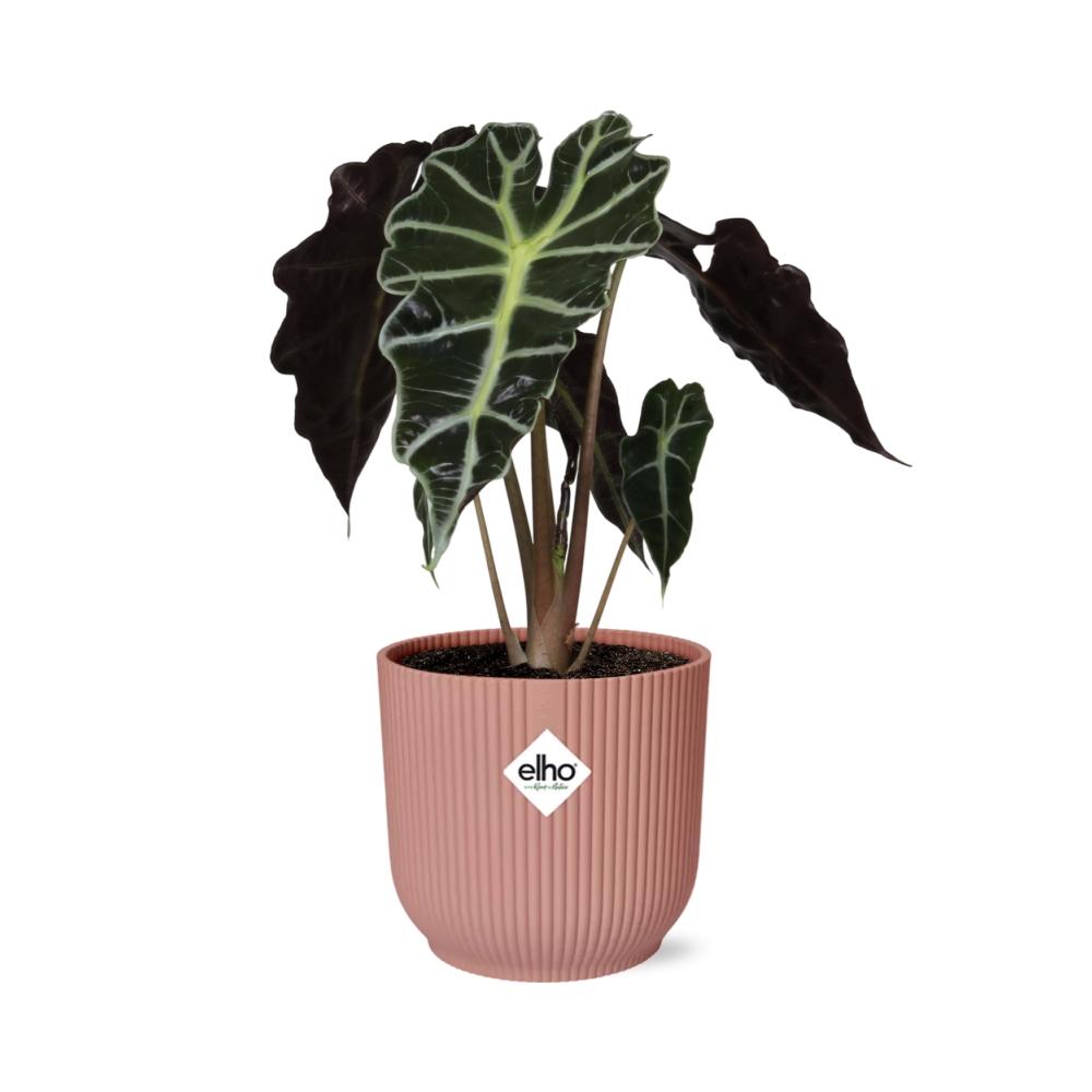 Alocasia Polly ELHO Vibes Fold 14cm rosa | Pflanzfix24