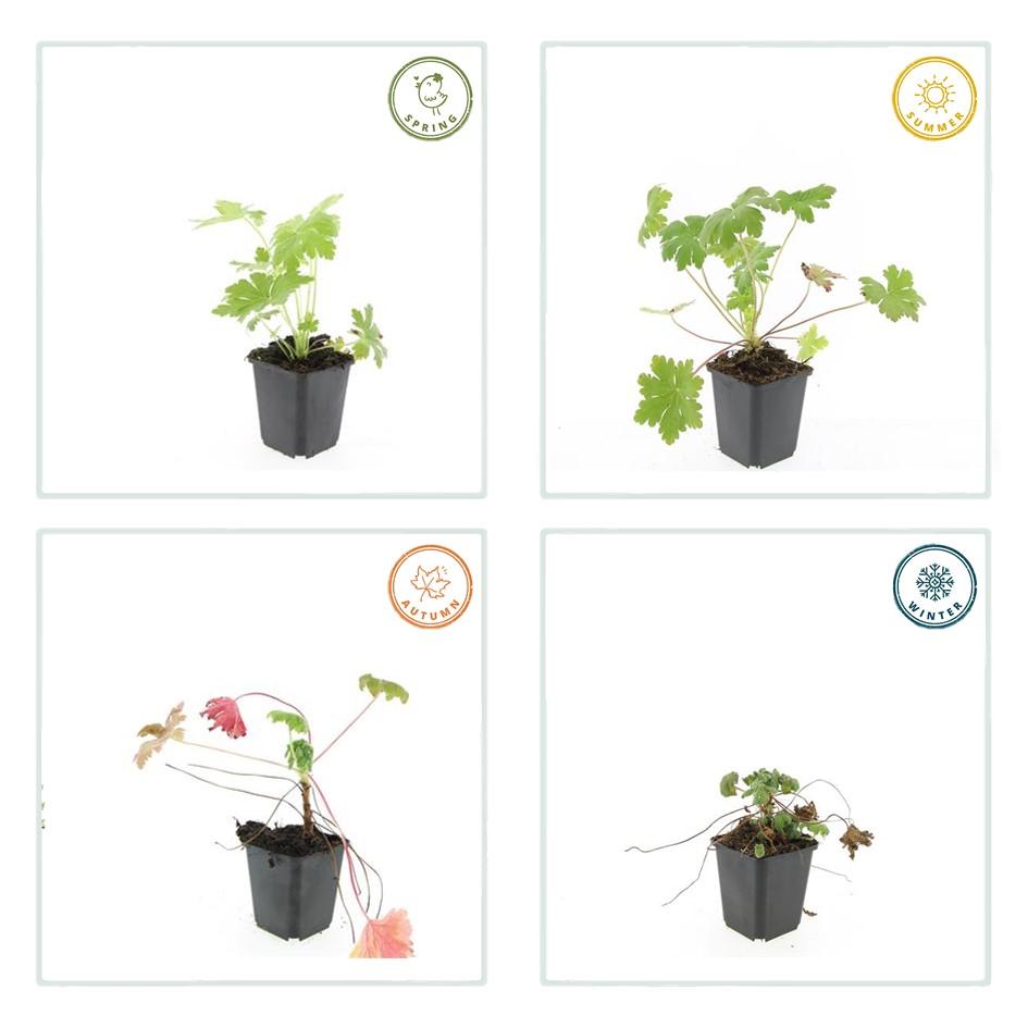 20er Pack Geranium macr. 'Ingwersen's Var.' bei Pflanzfix24.de - ↕10-25cm - Ø9cm - Pflanzfix24.de