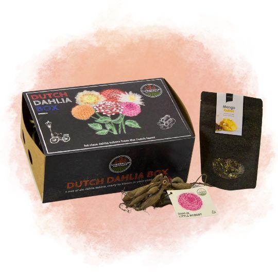 Dutch Dahlia Box L + Mango Kokos Thee Geschenkset - Pflanzfix24