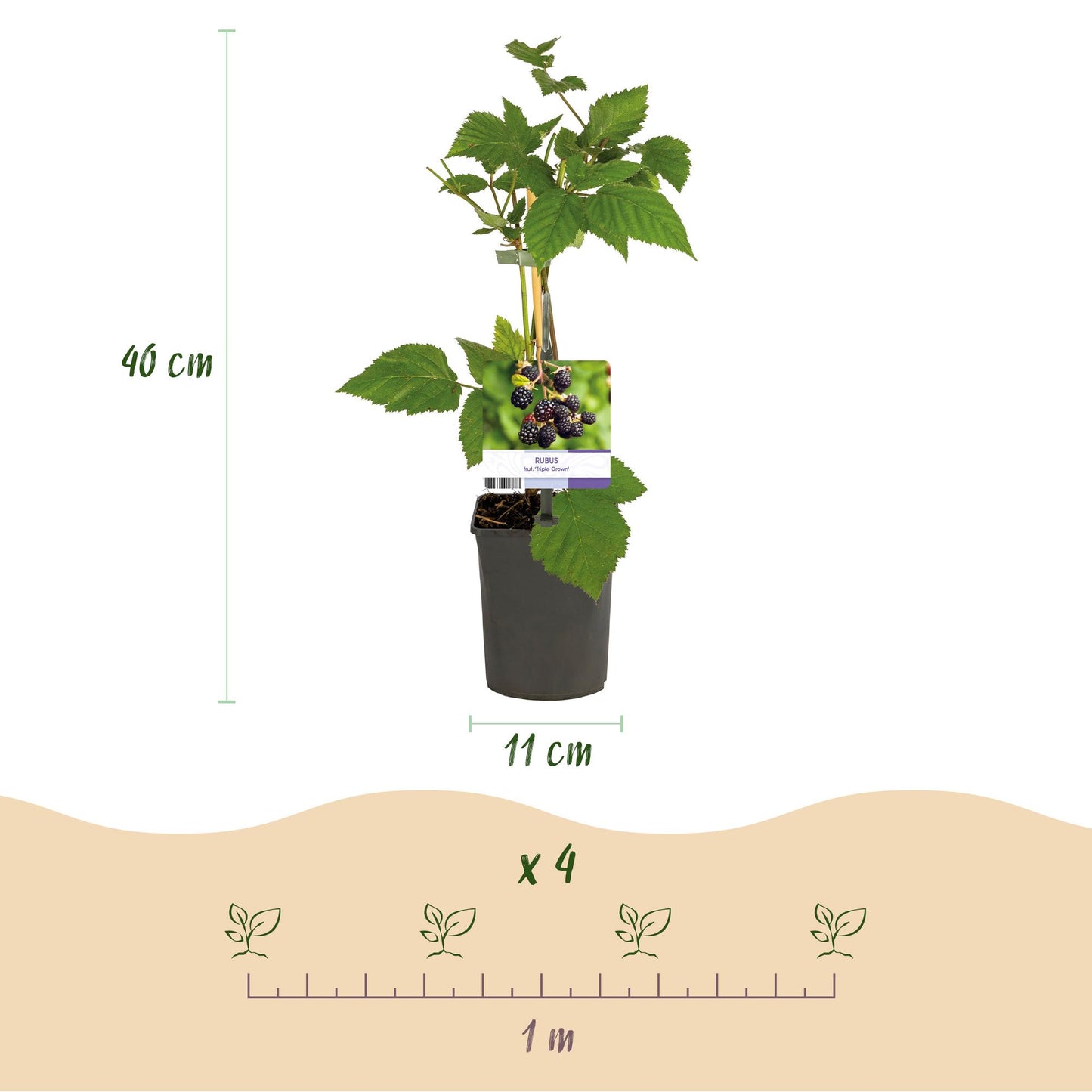 Pflanzfix24 - Obstpflanze - Brombeere - Rubus fruticosus Triple Crown - Schwarze Brombeere - Dornenlos - 2 Pflanzen - Topf 11cm Höhe 40cm