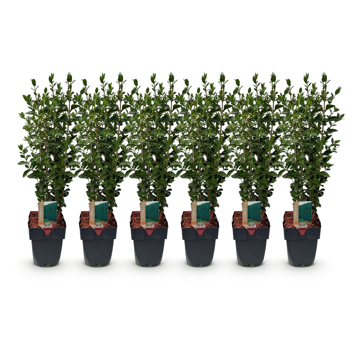 GreenboutiQ - Ligustrum ovalifolium Heckenpflanzen - 6 Pflanzen - Pflanzfix24.de - Pflanzfix24.de