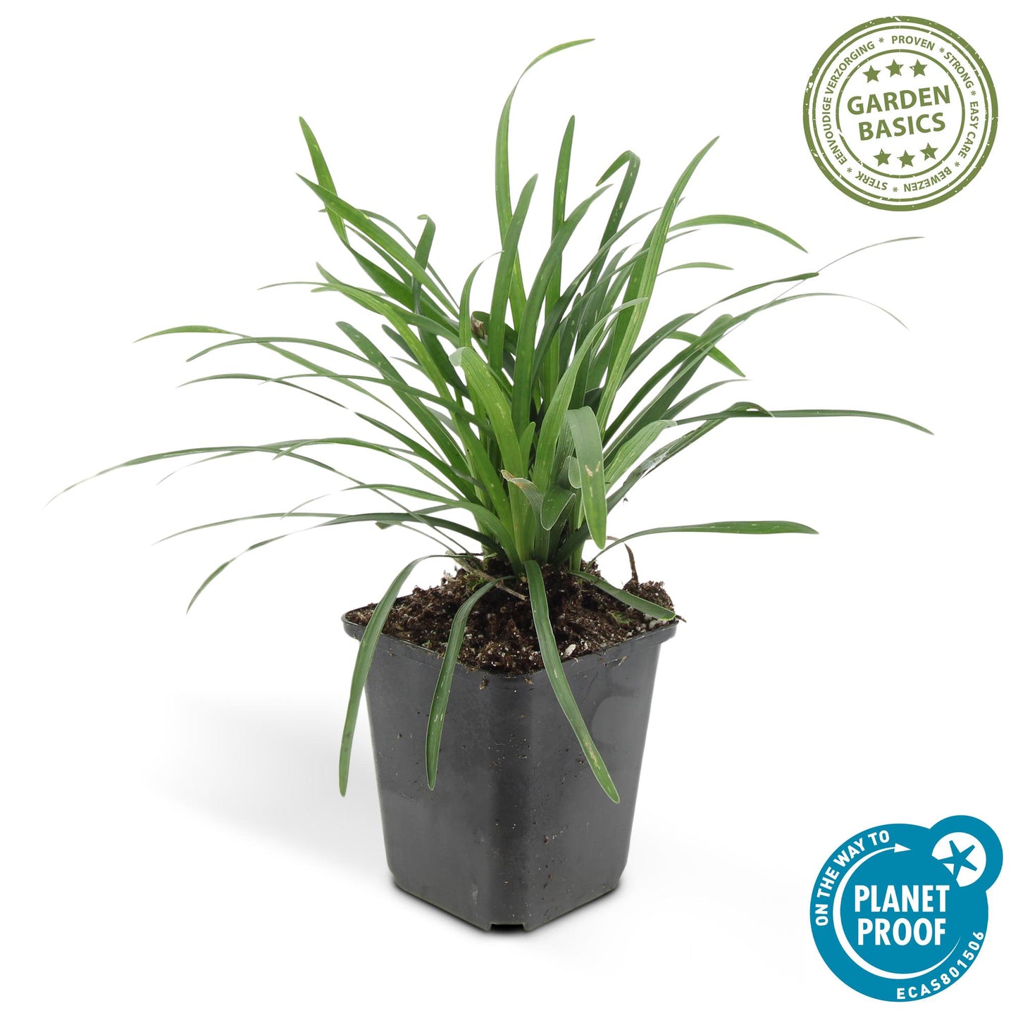 12x Liriope muscari 'Big Blue' Bodendecker 10-25cm – Pflanzfix24.de - Pflanzfix24.de