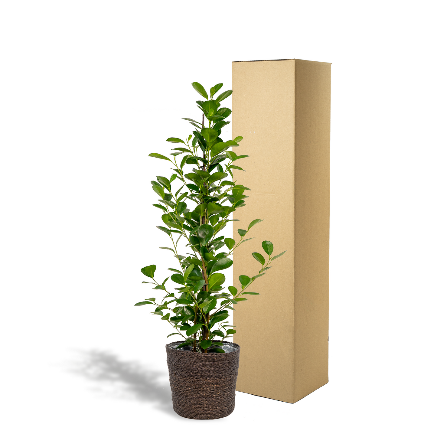Ficus microcarpa Moclame - Ø21cm - ↕95cm + Korb Igmar - Pflanzfix24