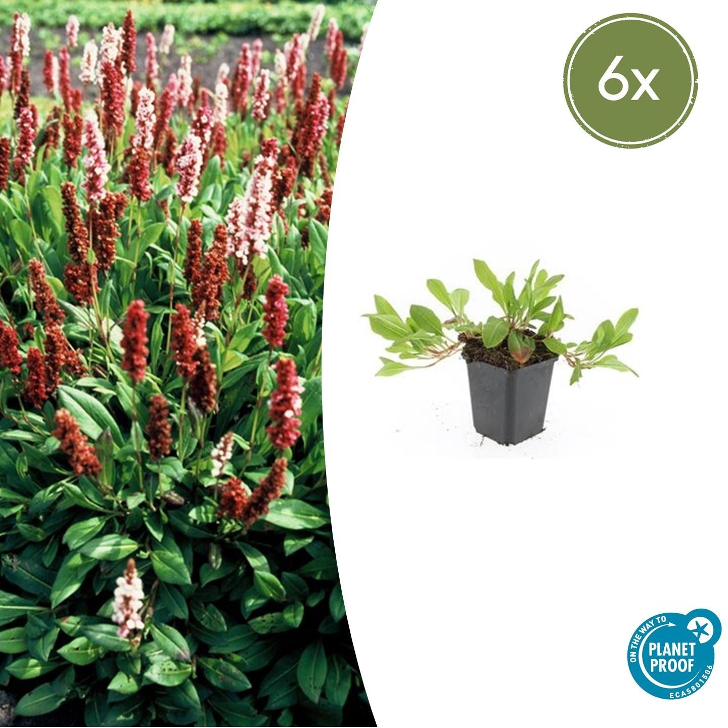 6x Persicaria aff. 'Darjeeling Red' - ↕10-25cm - Ø9cm - Pflanzfix24.de - Pflanzfix24.de