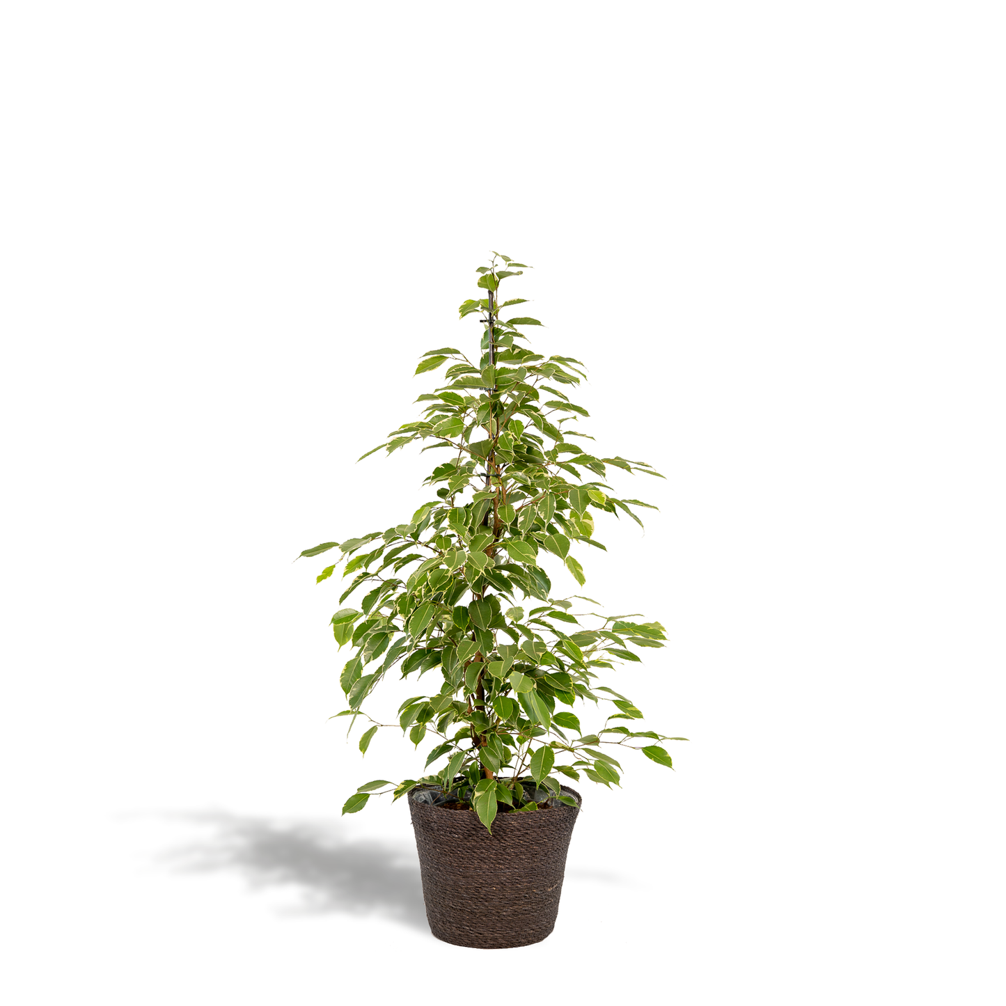Ficus benjamina Goldenking - Ø21cm - ↕95cm + Korb Igmar - Pflanzfix24