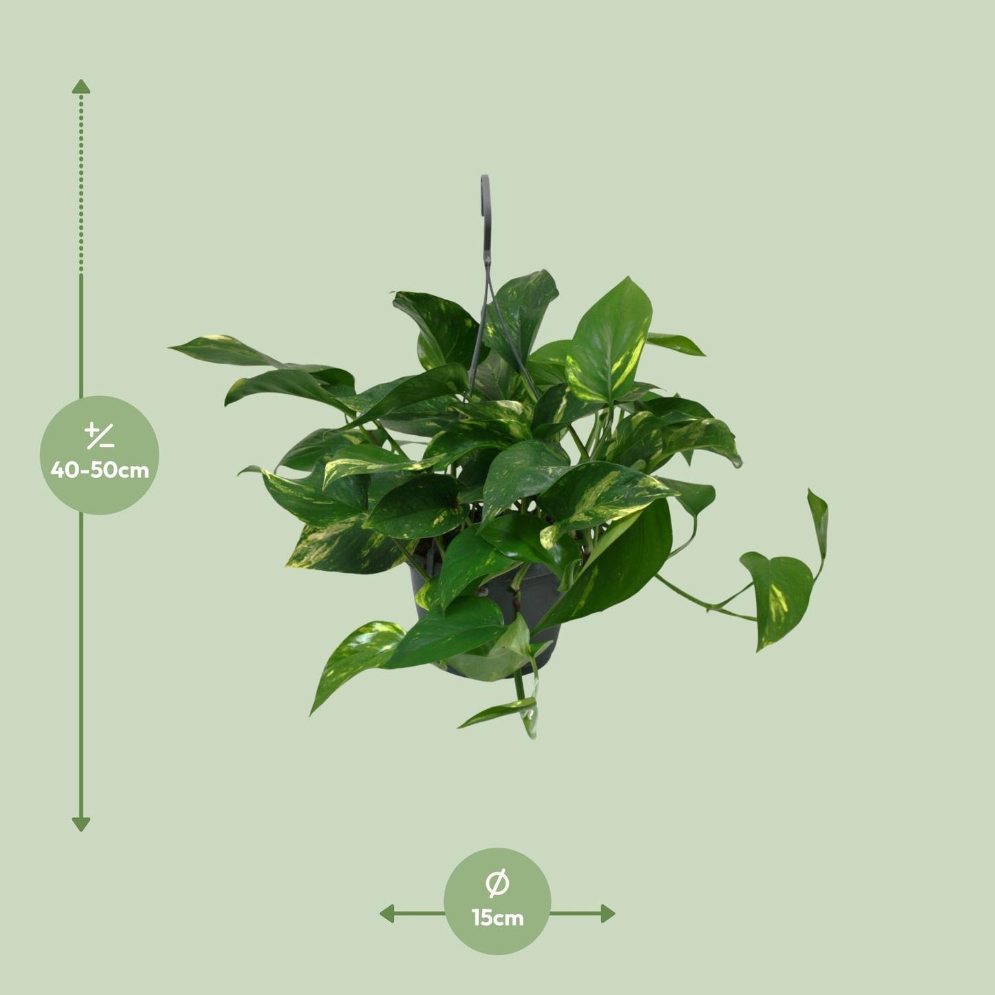 Scindapsus Epipremnum 45cm – Ø15cm Topf – Pflanzfix24.de - Pflanzfix24.de