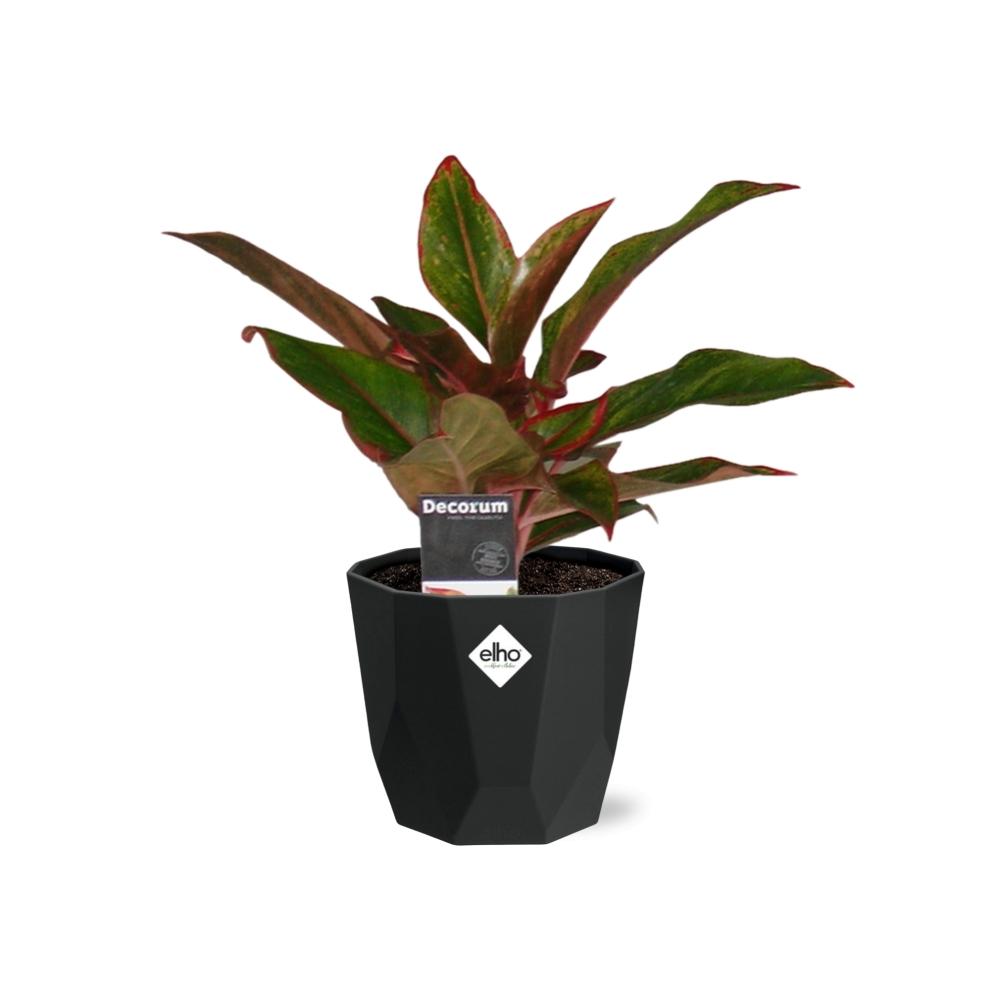 Aglaonema Crete in 14cm b.for rock living black - Pflanzfix24