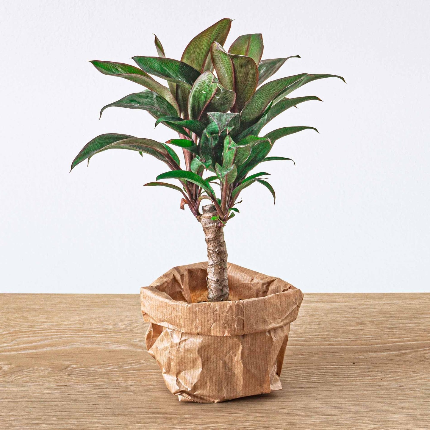 Terrarium-Set Jungle 5 – Coffea, Varen, Palm, Fittonia | Pflanzfix24.de - Pflanzfix24.de
