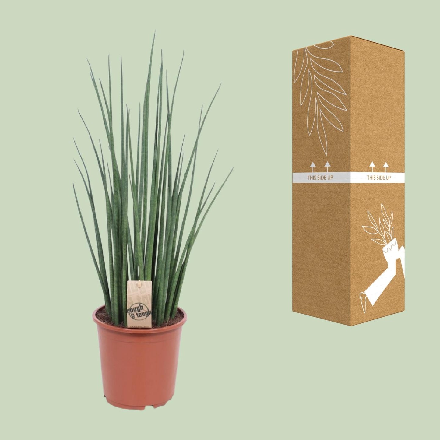 Sansevieria Mikado Ø19cm 70cm | Pflanzfix24.de - Pflanzfix24.de