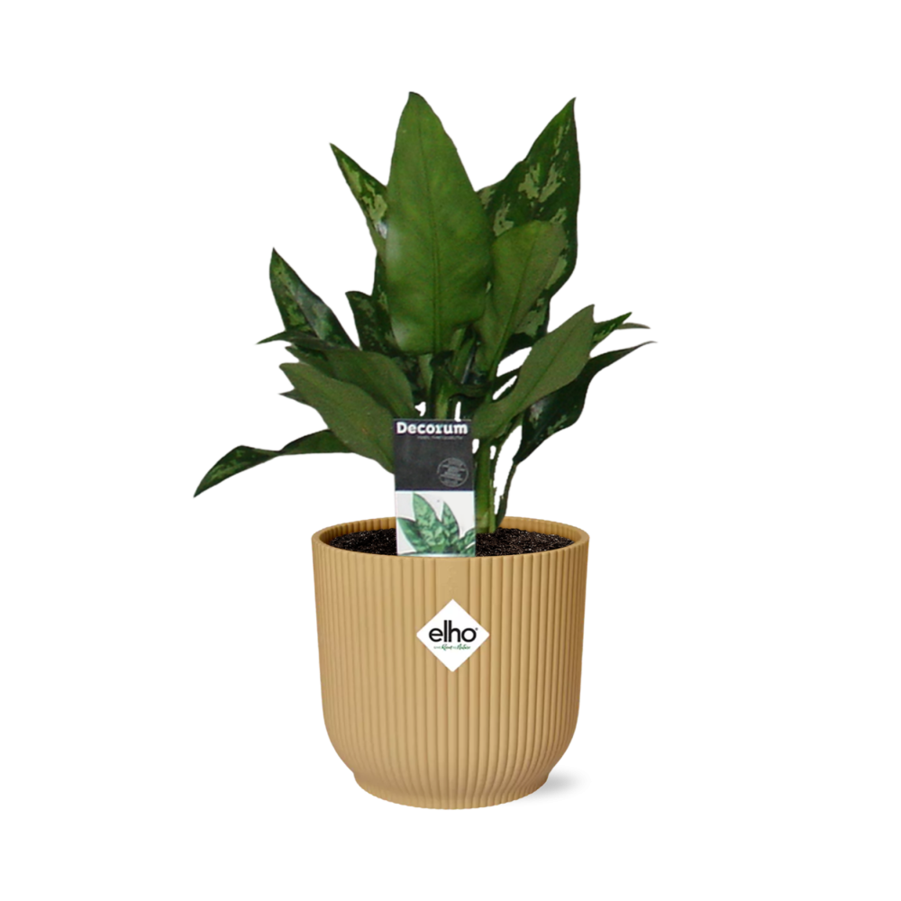 Aglaonema Maria in ELHO Vibes Fold 14cm geel - Pflanzfix24