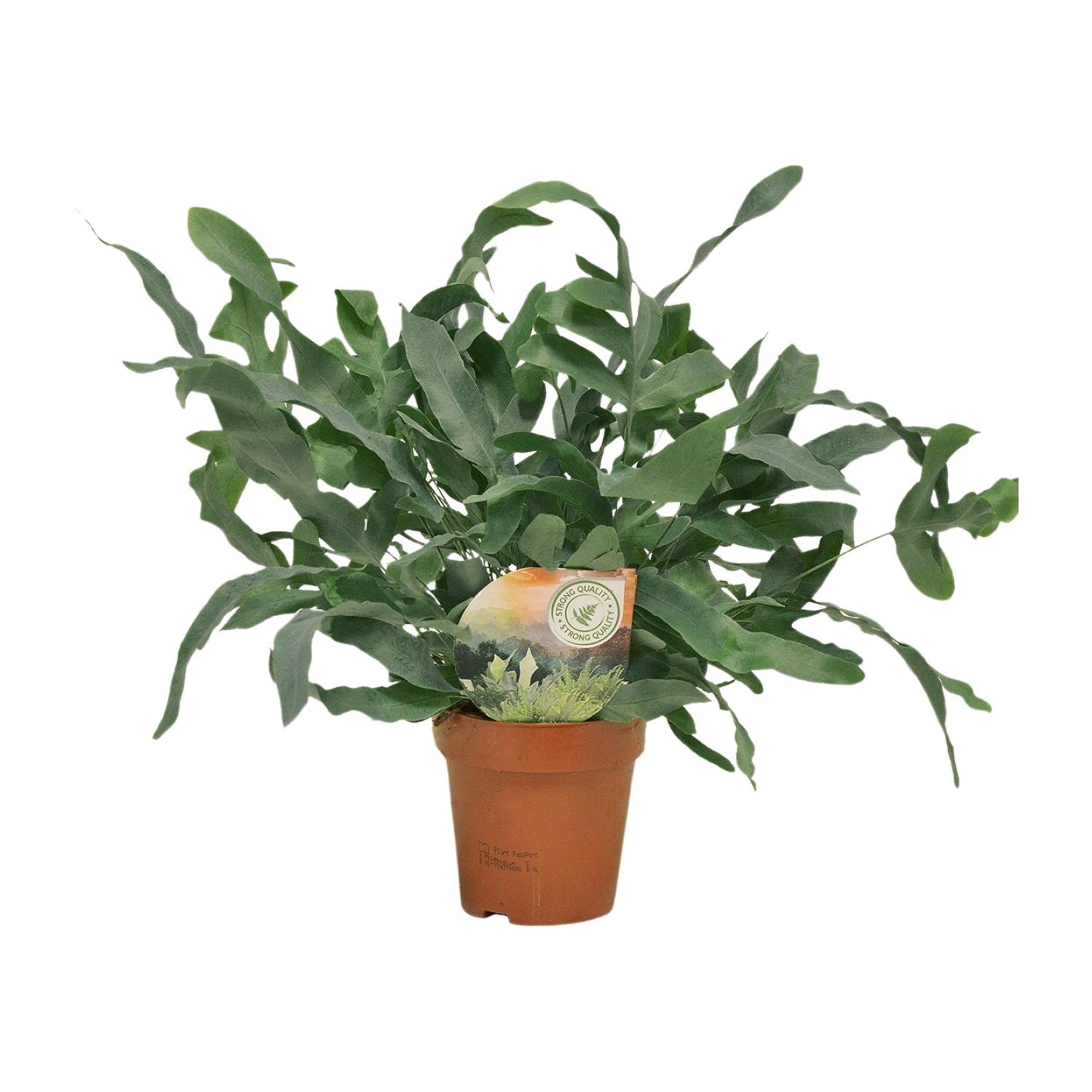 Phlebodium Blue Star 35cm Ø12cm – Zimmerpflanze | Pflanzfix24.de - Pflanzfix24.de