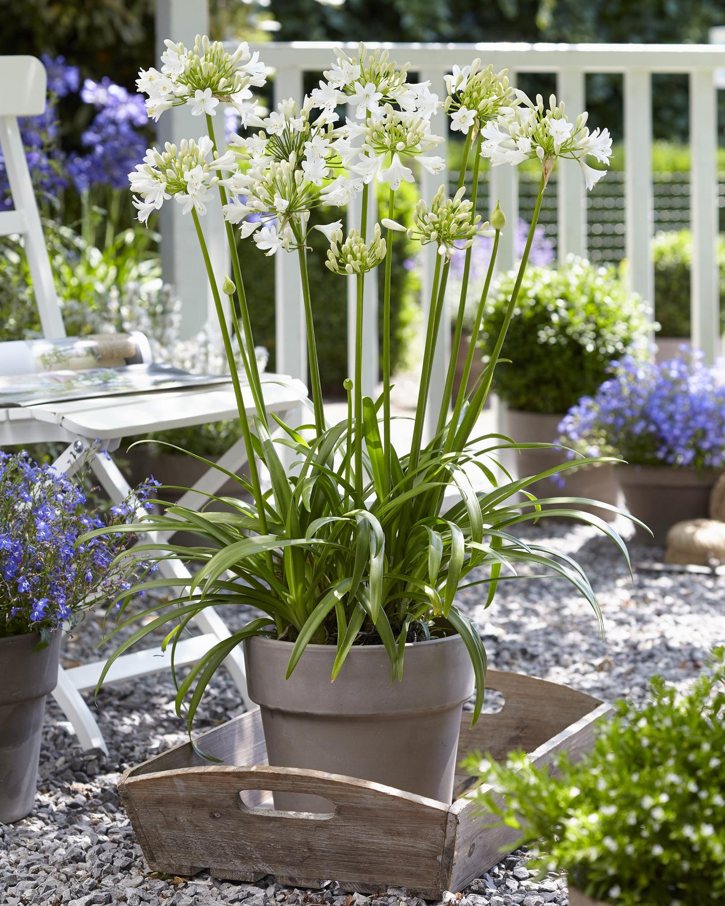 Agapanthus 'Ever White' - Ø19cm - ↕30cm - Pflanzfix24.de - Pflanzfix24.de