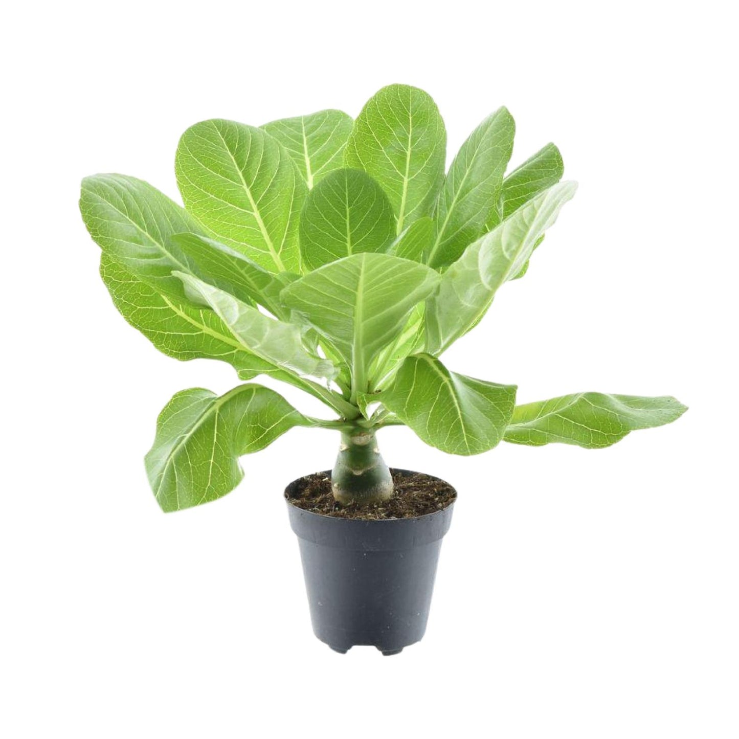 Brighamia Insignis 'Hawaii Palm' P12 - Pflanzfix24.de - Pflanzfix24.de