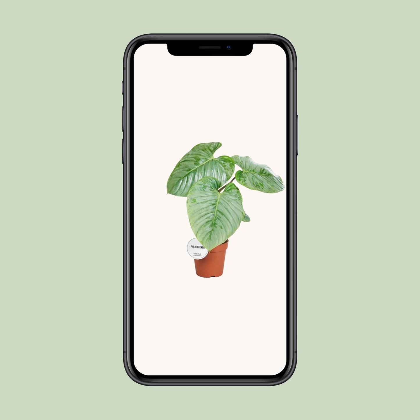 Philodendron Sodiroi Ø15cm - Elegante Zimmerpflanze | Pflanzfix24