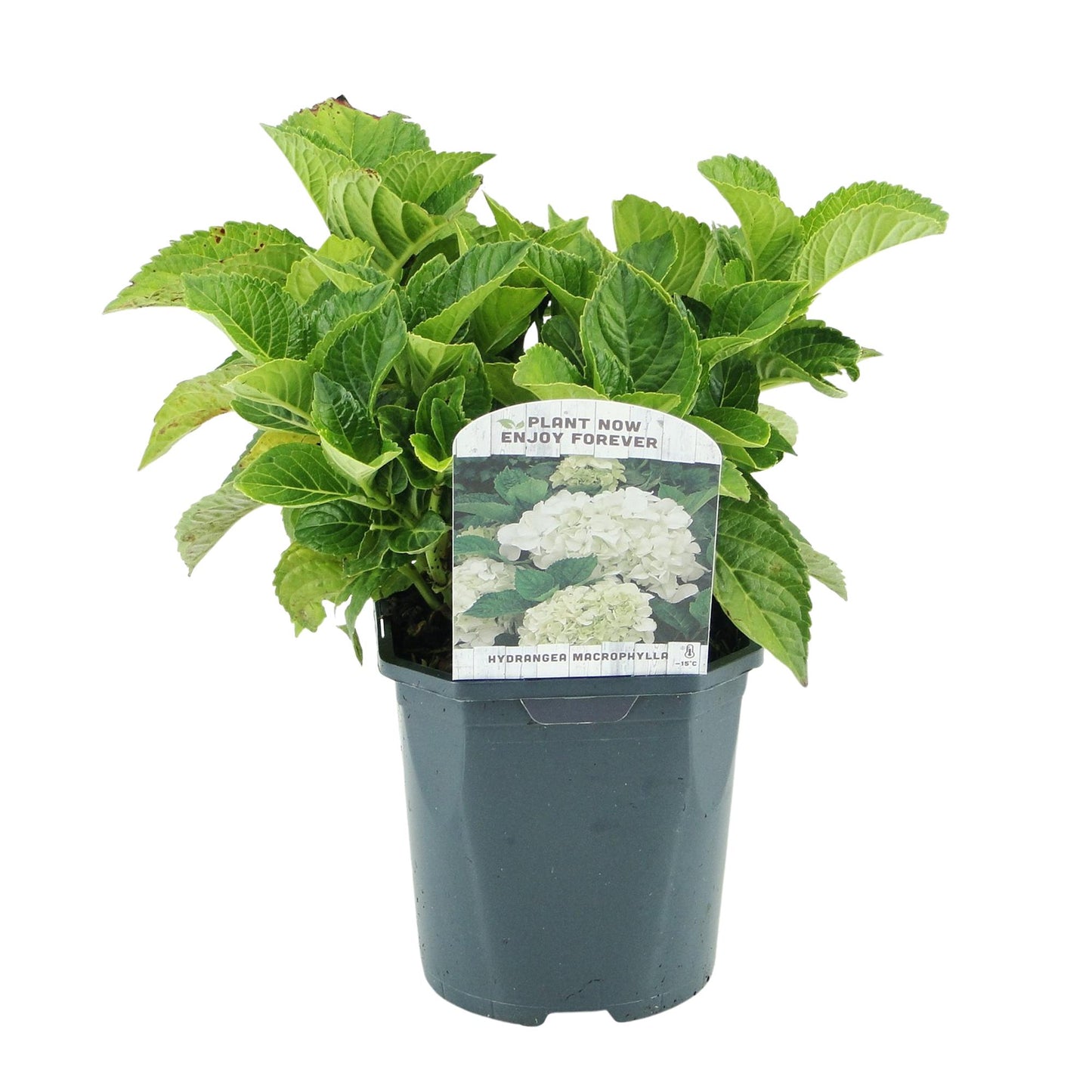 pflanzfix24 - Hortensie Hydrangea macrophylla Weiß - 3 Pflanzen - 1 m2