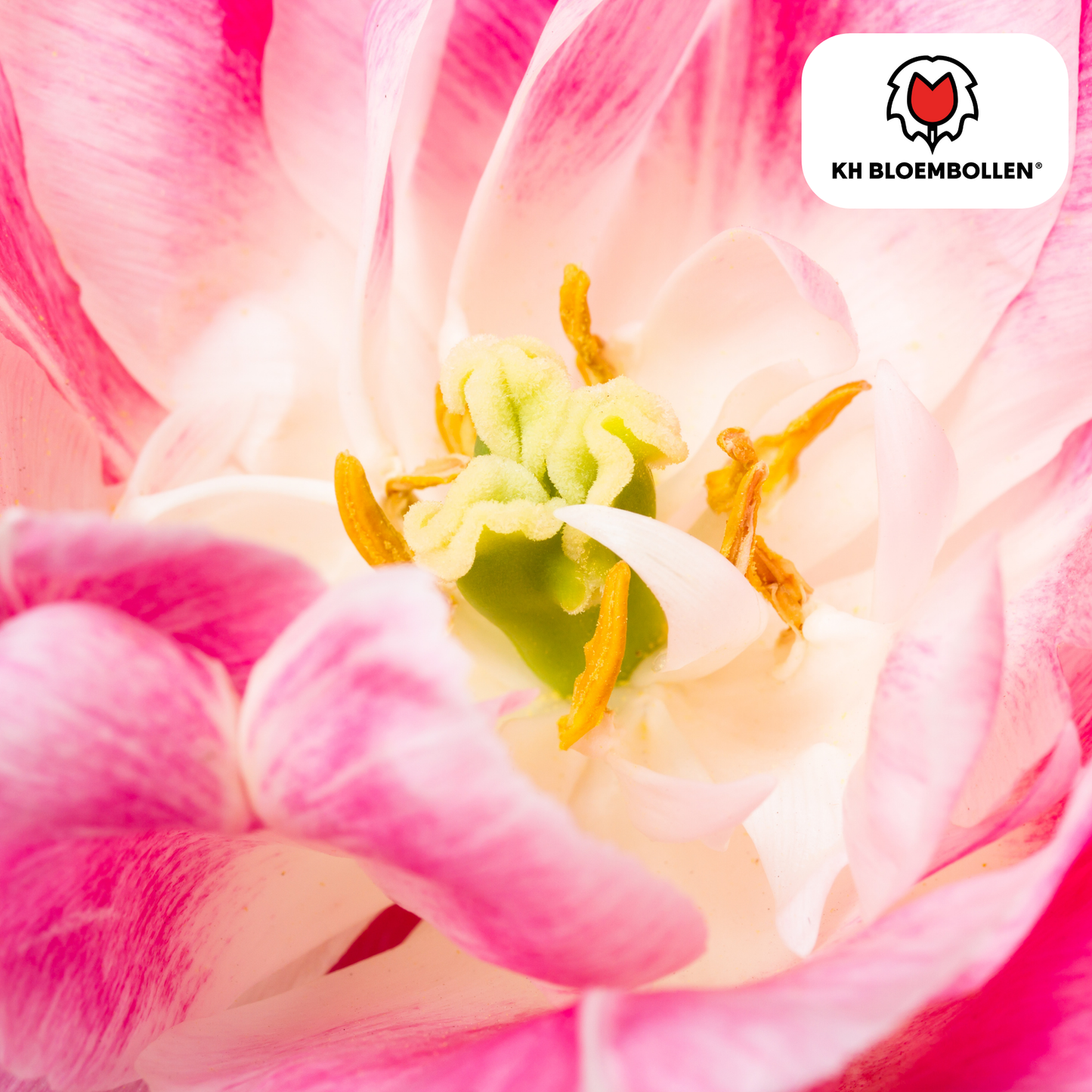 Tulpenbollen Columbus – 20 Stuks | KH Bloembollen® | Roze-Witte Dubbele Pioentulp - Pflanzfix24