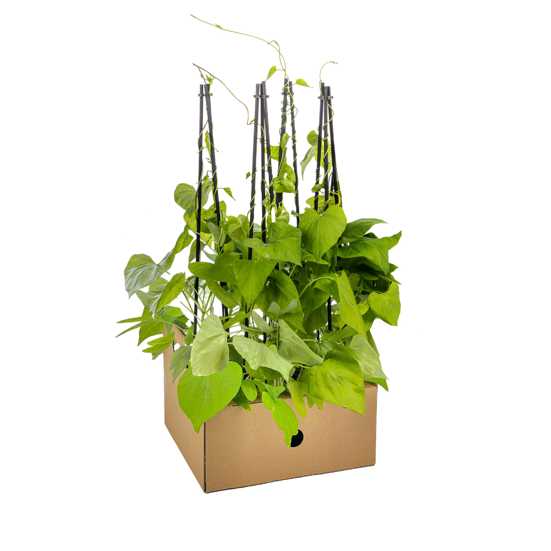 4x Ipomoea tricolor Heavenly Blue Ø13 cm - ↕60 cm - Pflanzfix24