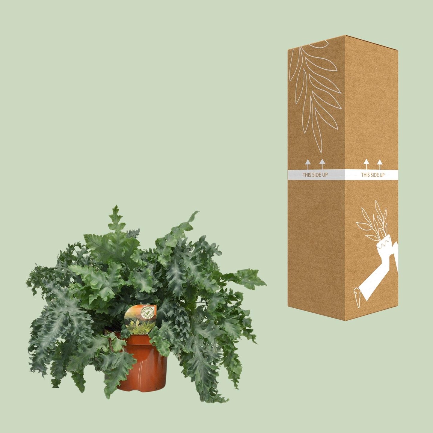 Goldener Tüpfelfarn - Phlebodium Davana - Ø26cm - Pflanzfix24