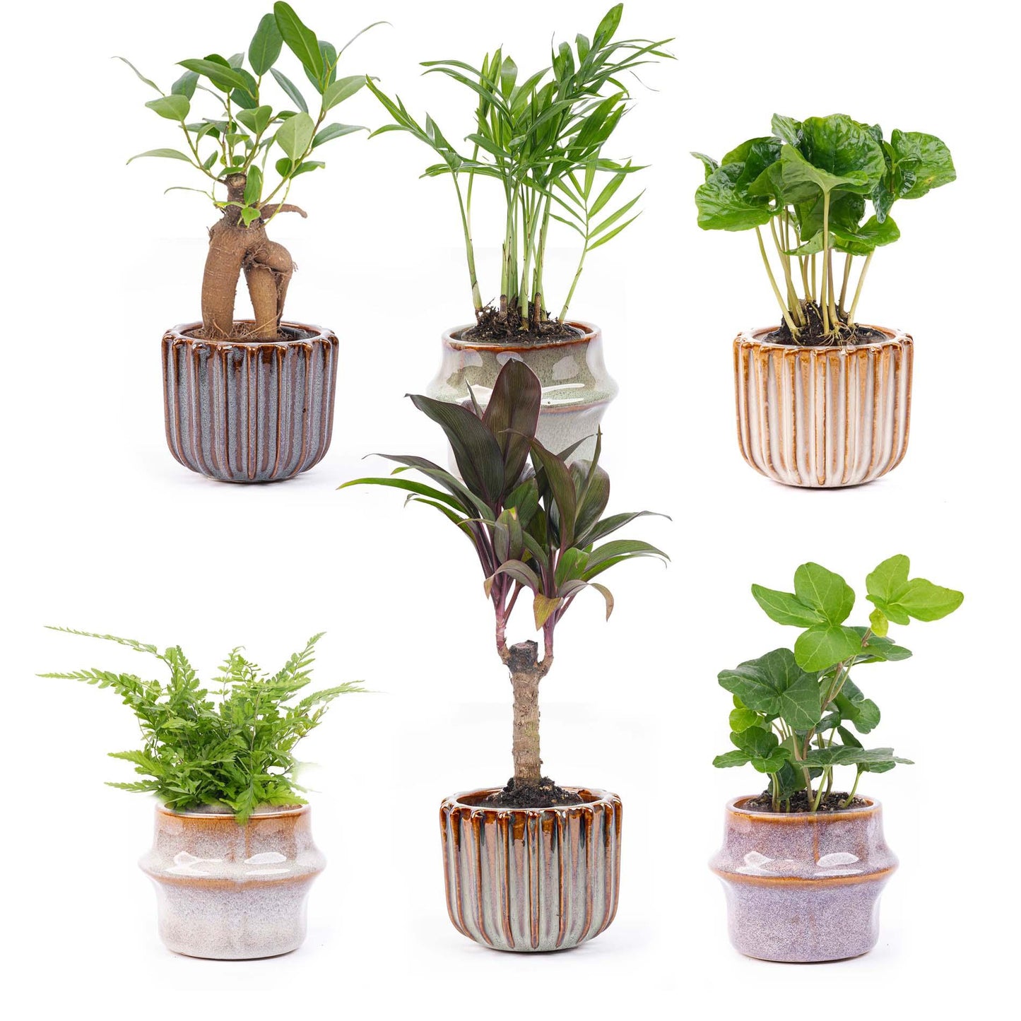 Mini planten set 6 - Inclusief pot set Barcelona - Pflanzfix24