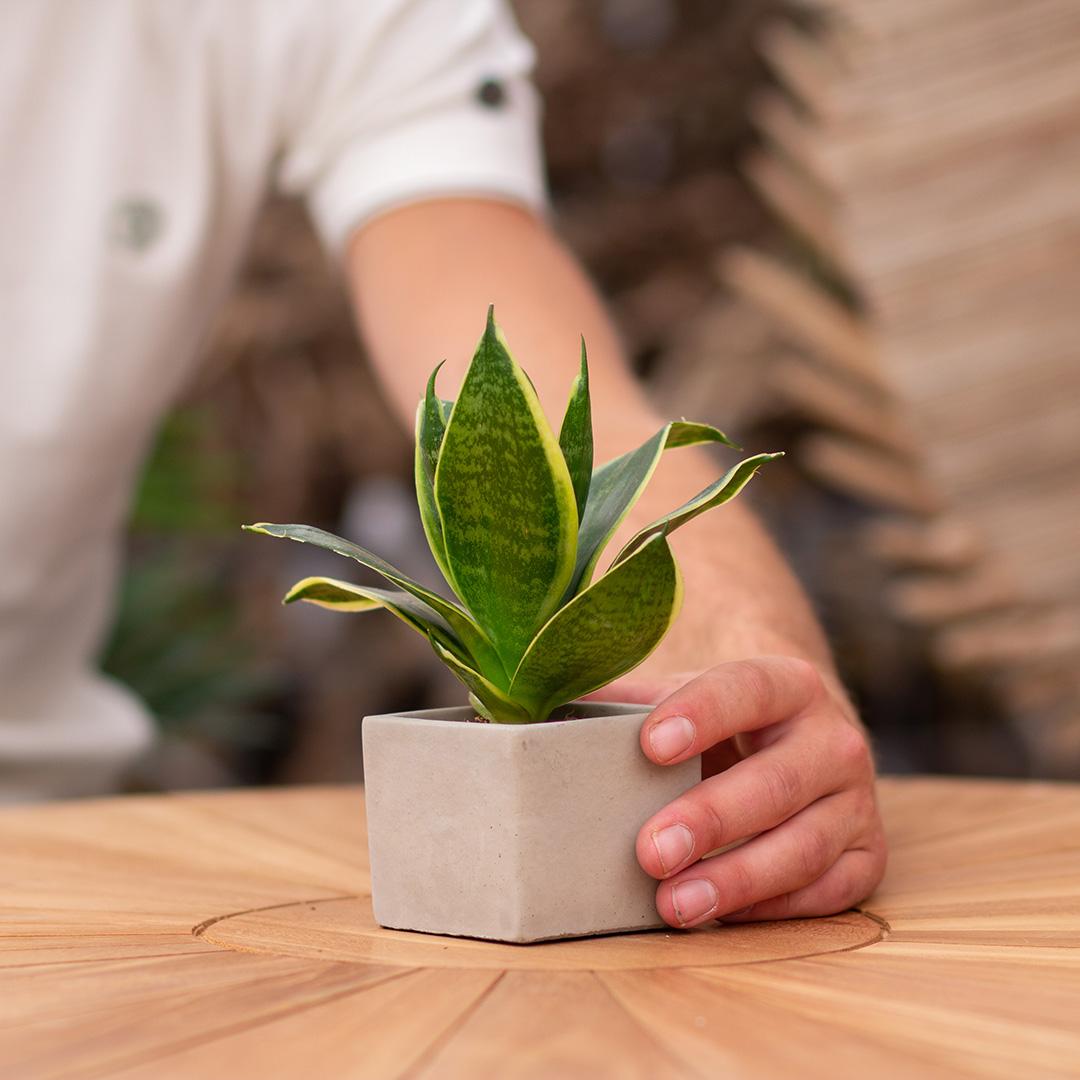 Congreet plantpots + Sansevieria | Beterschap - Pflanzfix24.de - Pflanzfix24.de