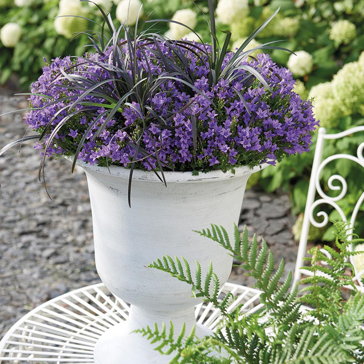 Campanula Addenda - Glockenblume lila Topf 12cm - mehrjährig - winterhart - Purple - Pflanzfix24.de - Pflanzfix24.de