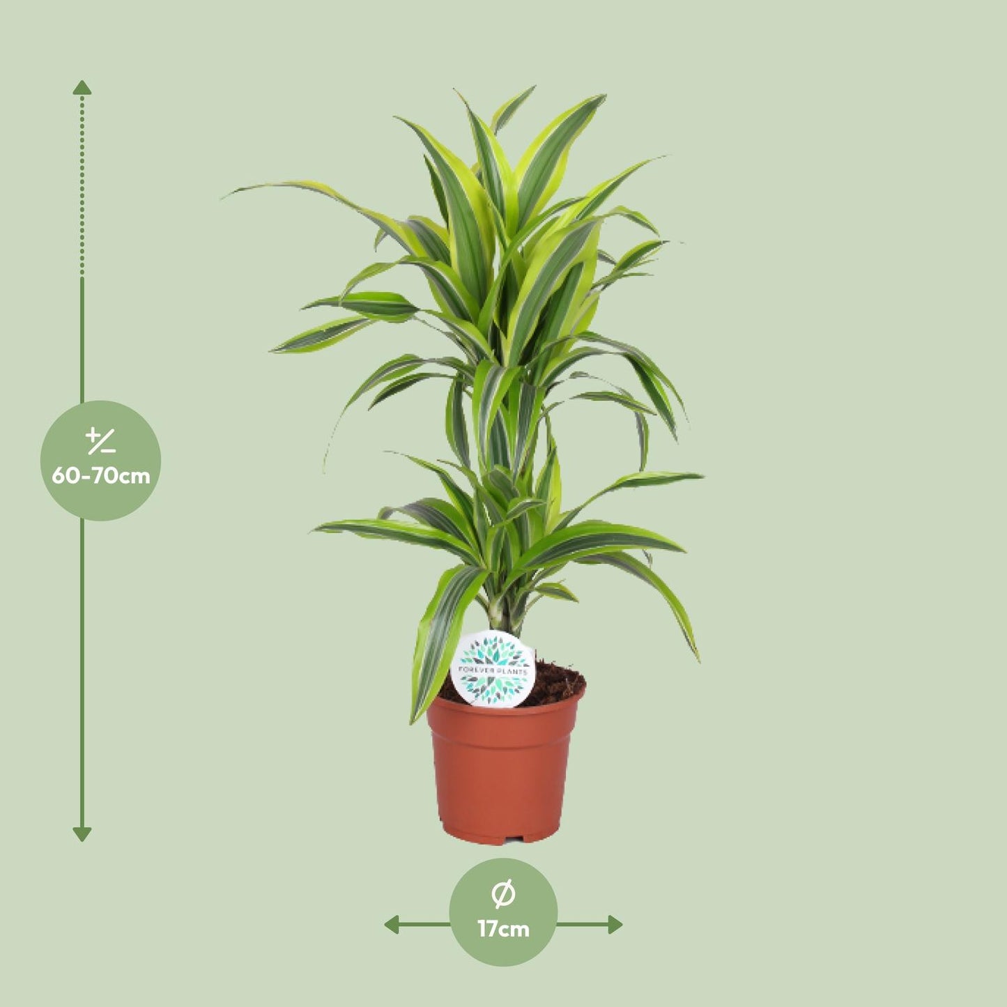 Dracaena Lemon Lime - Ø17cm - pflanzfix24
