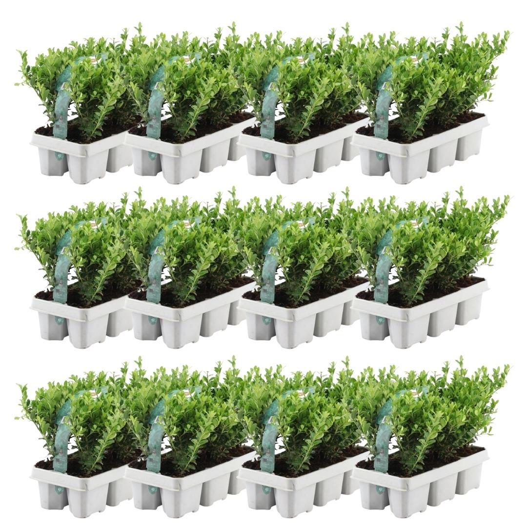 12x Ilex crenata 'Jenny' 15cm – Immergrüne Stechpalme | Pflanzfix24.de - Pflanzfix24.de