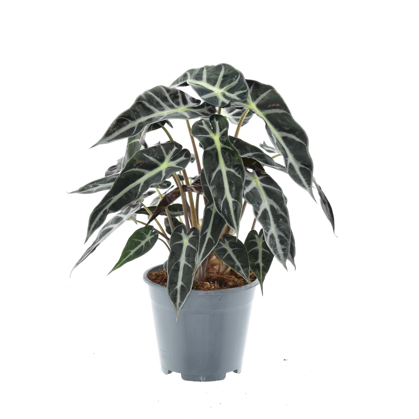 Alocasia Bambino Arrow - Ø14cm - ↕40cm bei Pflanzfix24