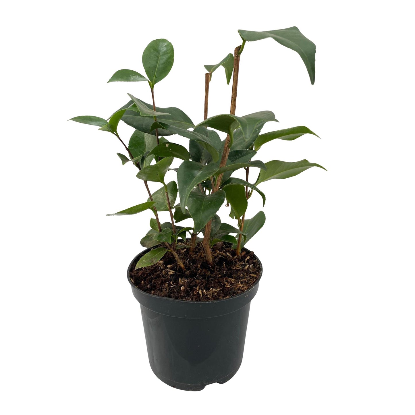 Pflanzfix24.de - Camelia japonica Tricolour - 3 Pflanzen - Immergrün - Topf 15cm - Pflanzfix24.de