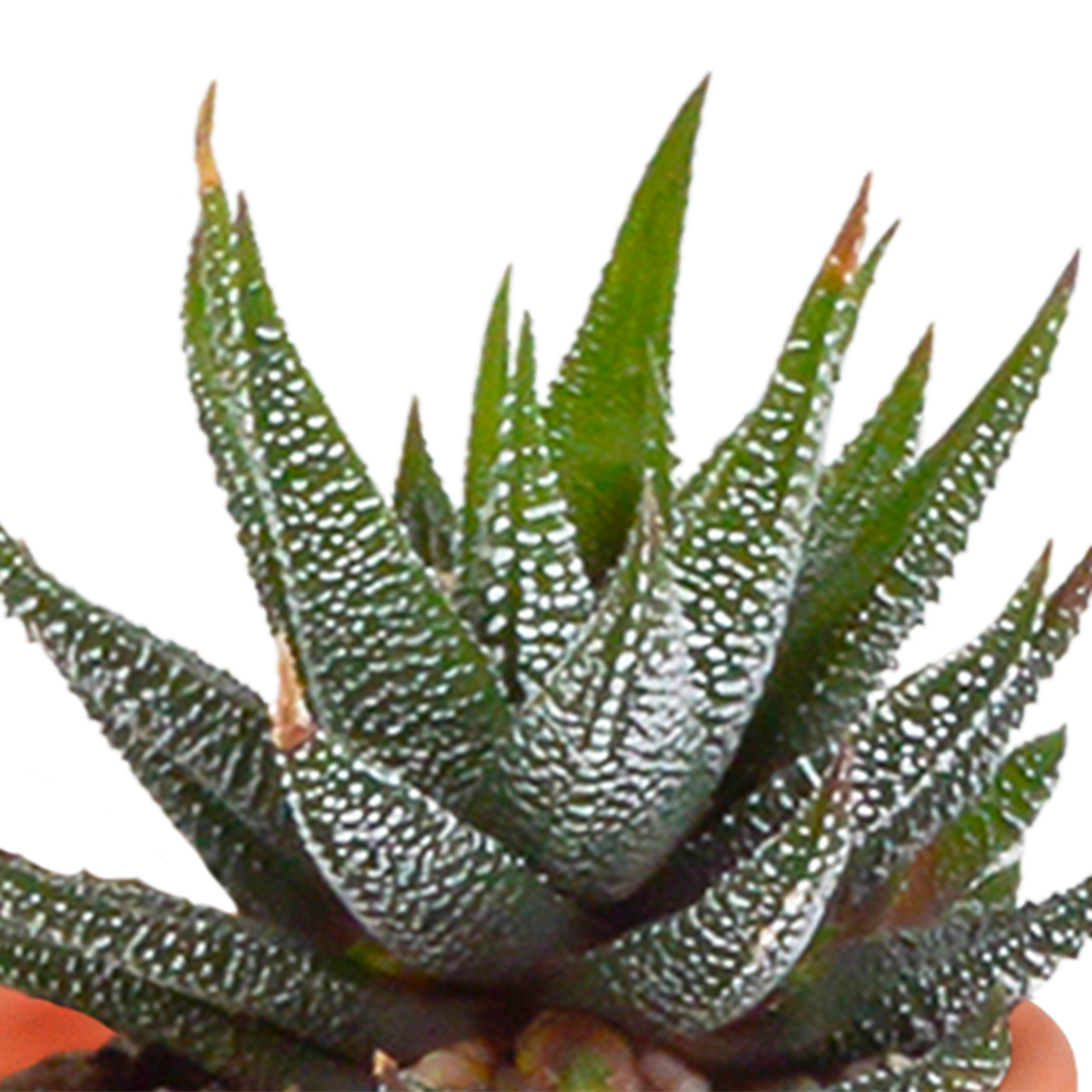 Cactus en vetplanten Mischung 5,5 cm | 15 stück - in Mexicaanse pot - Pflanzfix24.de - Pflanzfix24.de