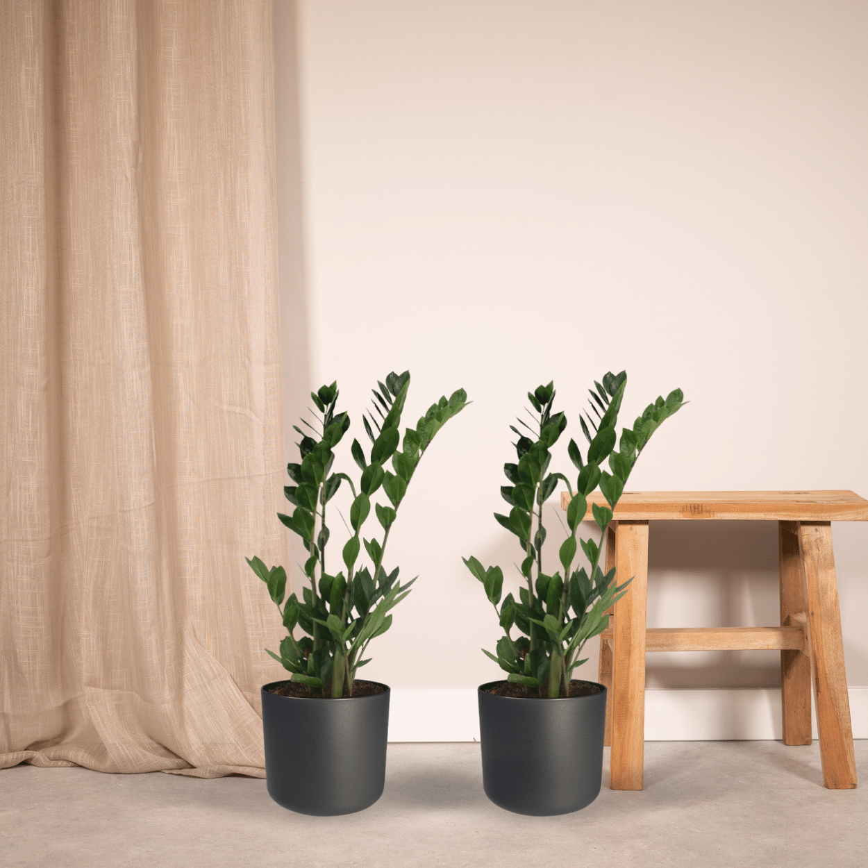 2x Zamioculcas Zamiifolia - Smaragdpalme - 70cm - ø17 - Pflanzfix24