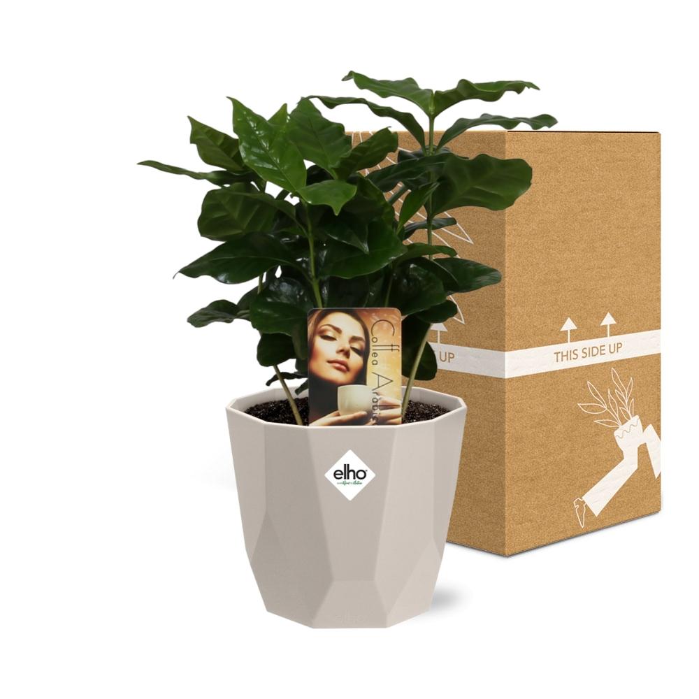 Coffea Arabica in ELHO b.for rock 14 cm warm grey - Pflanzfix24