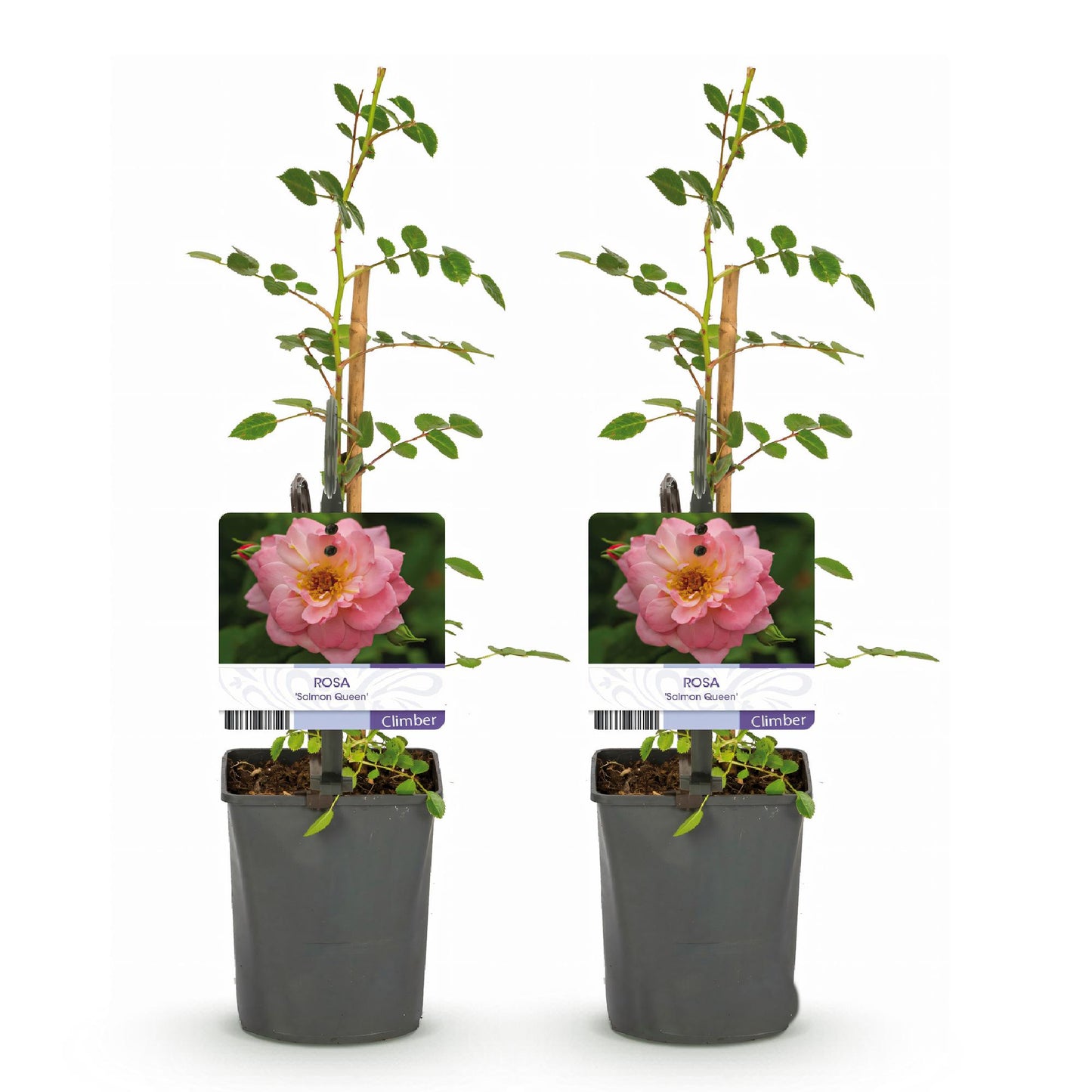 pflanzfix24 - Kletterrose 'Salmon Queen' - 2 Pflanzen