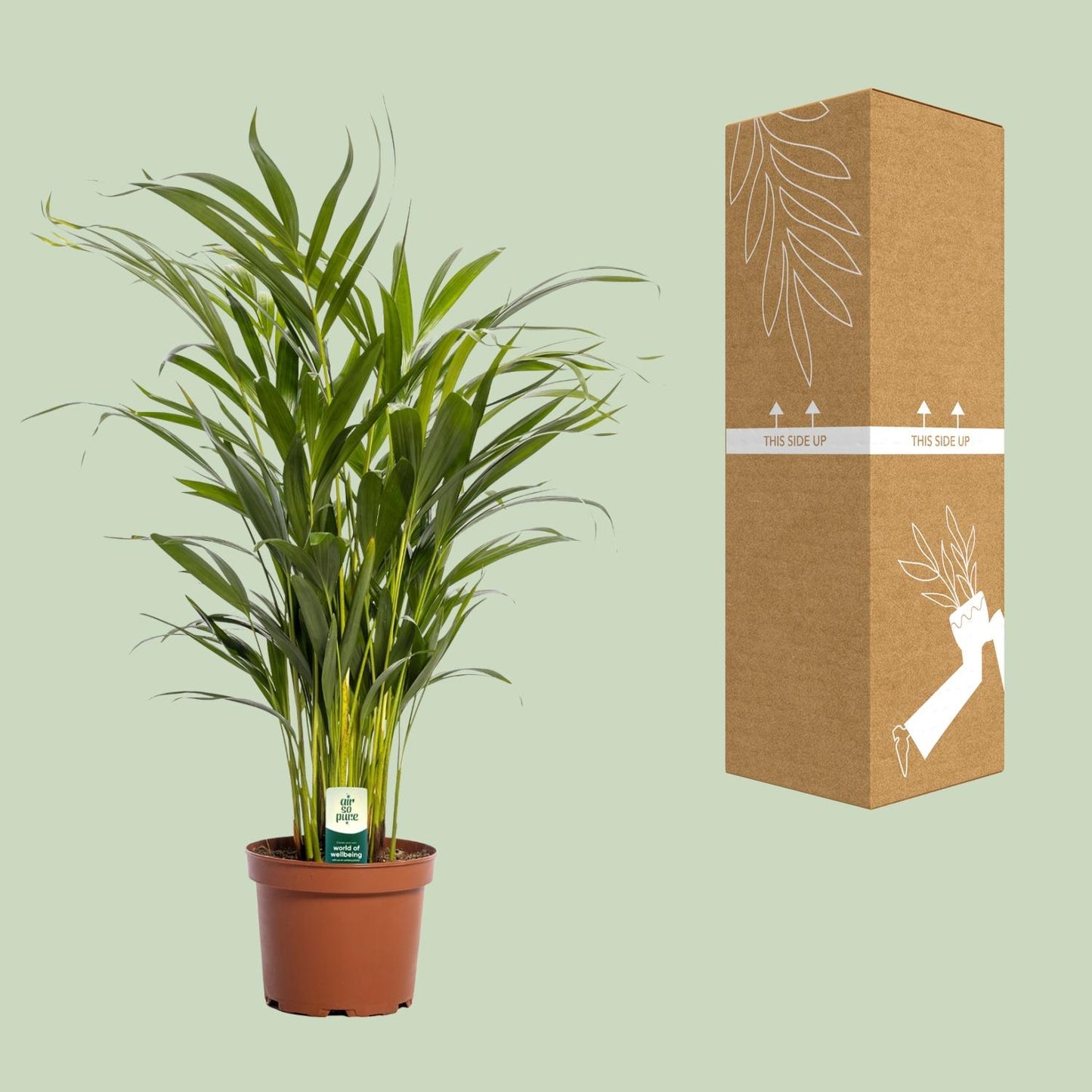 Dypsis Lutescens - Ø17cm - ↕65cm bei Pflanzfix24.de - Pflanzfix24.de