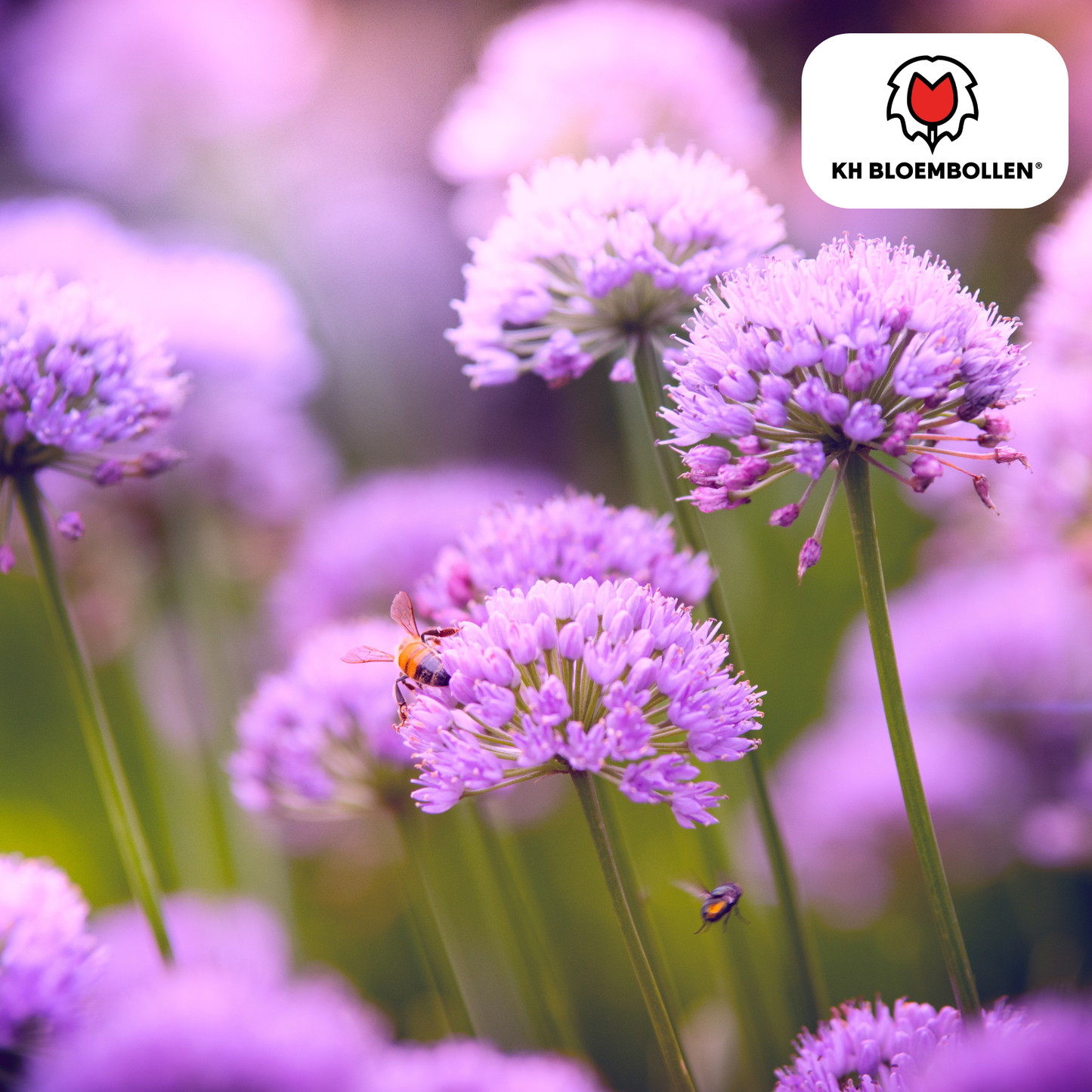 Allium carolinianum 15 stuks - Pflanzfix24