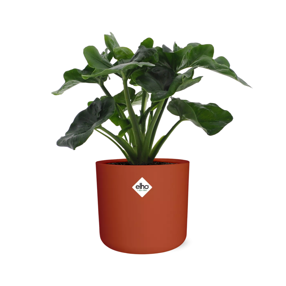 Philodendron Atom in ELHO b.for soft rond 14cm brique - Pflanzfix24