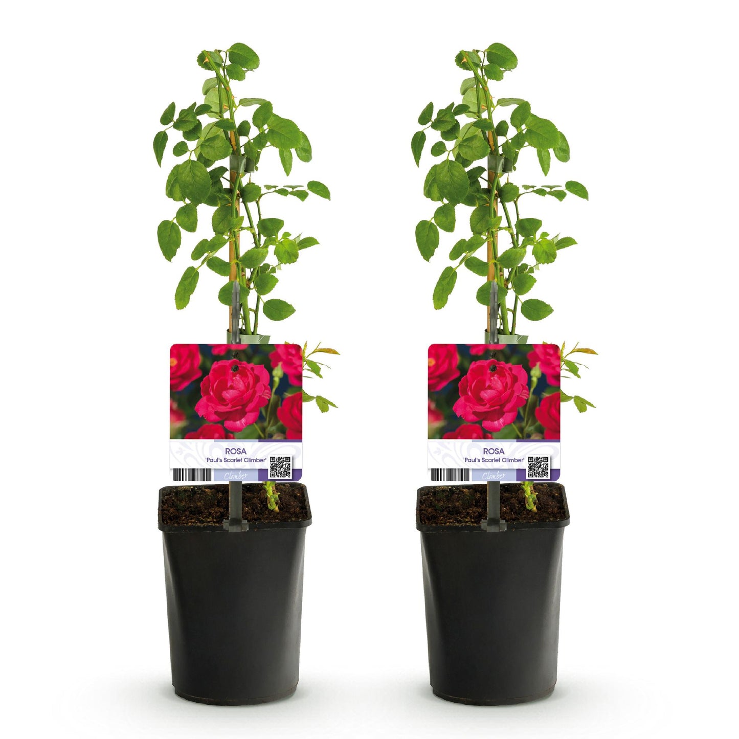 Pflanzfix24 - Kletterrose - Rosa Paul Scarlet Climber - Blüte Rot - 2er Set - Topf 11cm