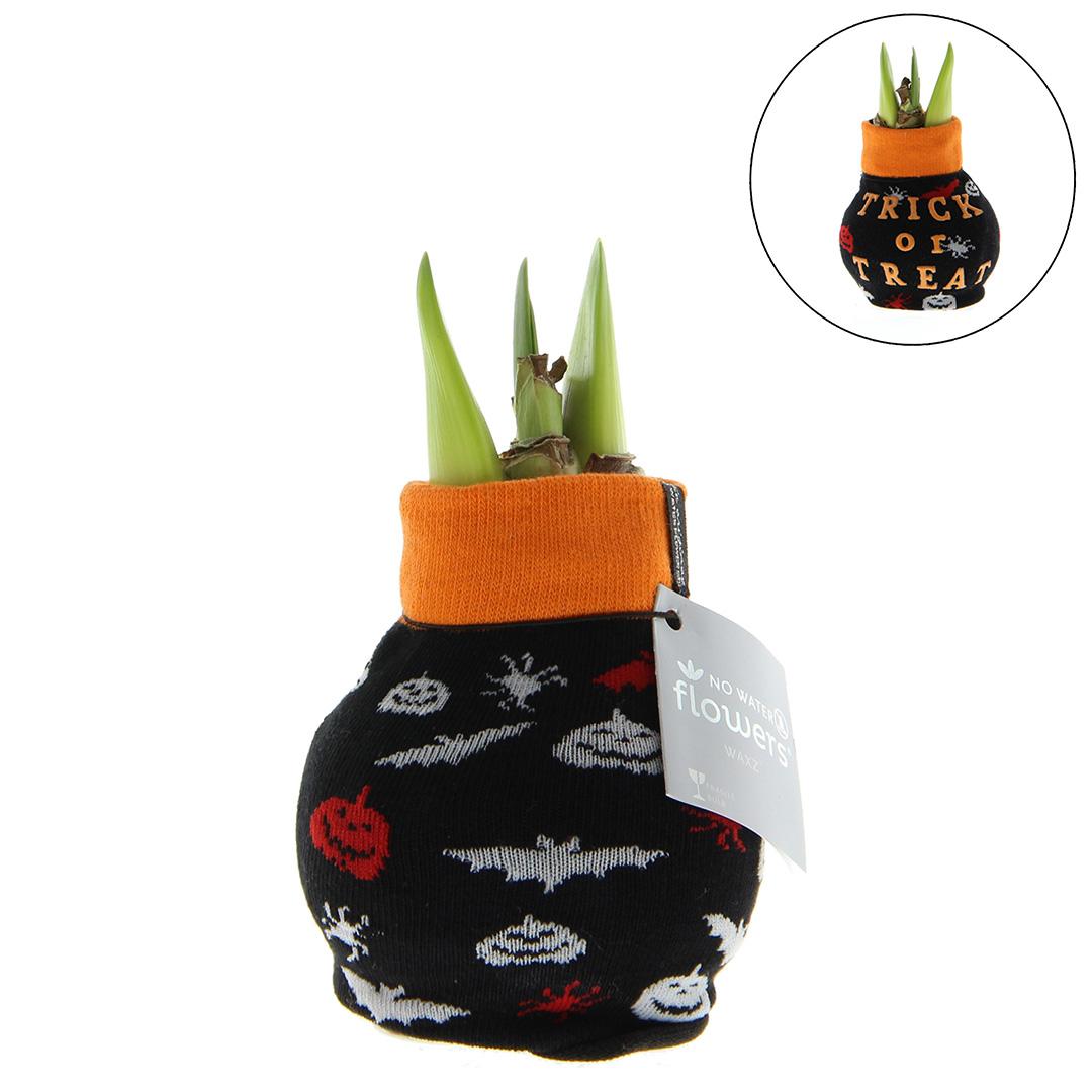 No Water Flowers® Fashionz Halloween - Black + Red flower - Pflanzfix24
