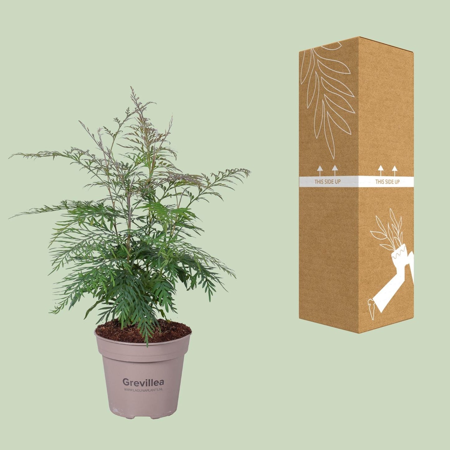 Grevillea Robusta - Ø15cm - ↕45cm - Pflanzfix24