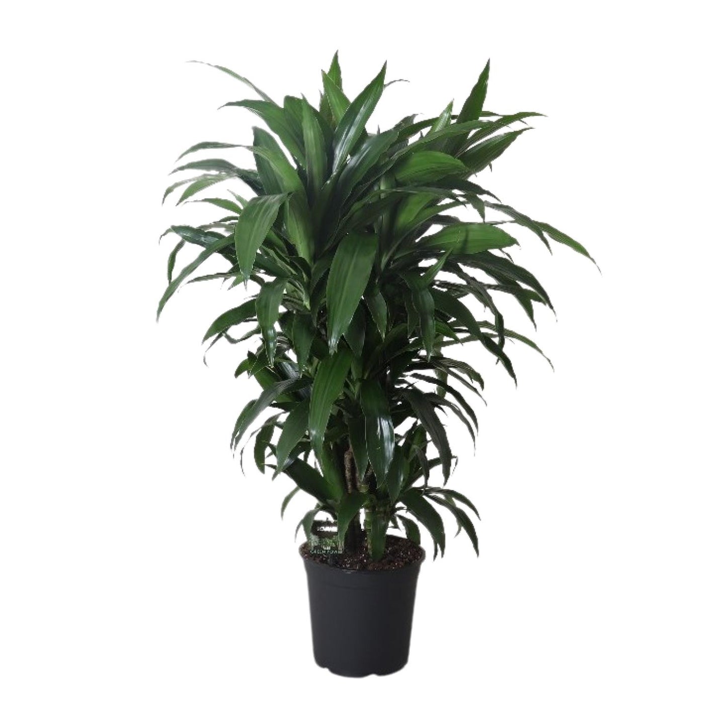 Dracaena Frag. Janet Craig - Ø27cm - ↕120cm - Pflanzfix24