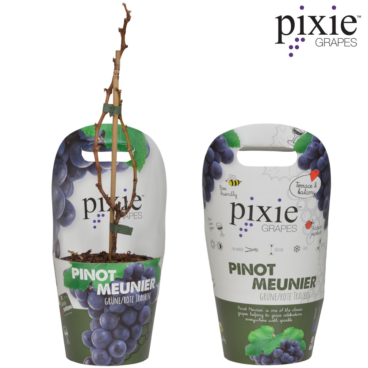 Vitis Pixie Pinot Noir Ø21 cm – Zwergweinrebe | Pflanzfix24