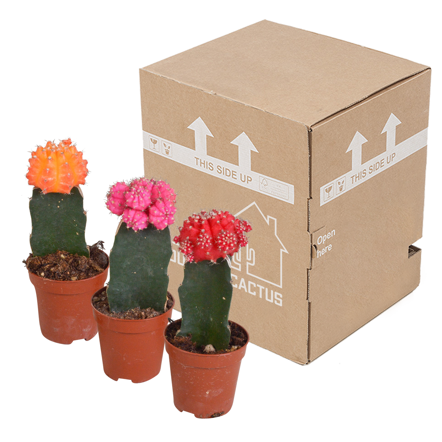 Euphorbia meloformis variegata - Gymnocalycium mix - 5,5cm - 3x - Pflanzfix24.de - Pflanzfix24.de
