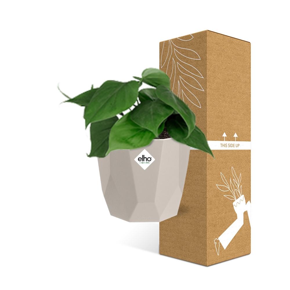 Philodendron Scandens in ELHO b.for rock 14 cm warm grey - Pflanzfix24