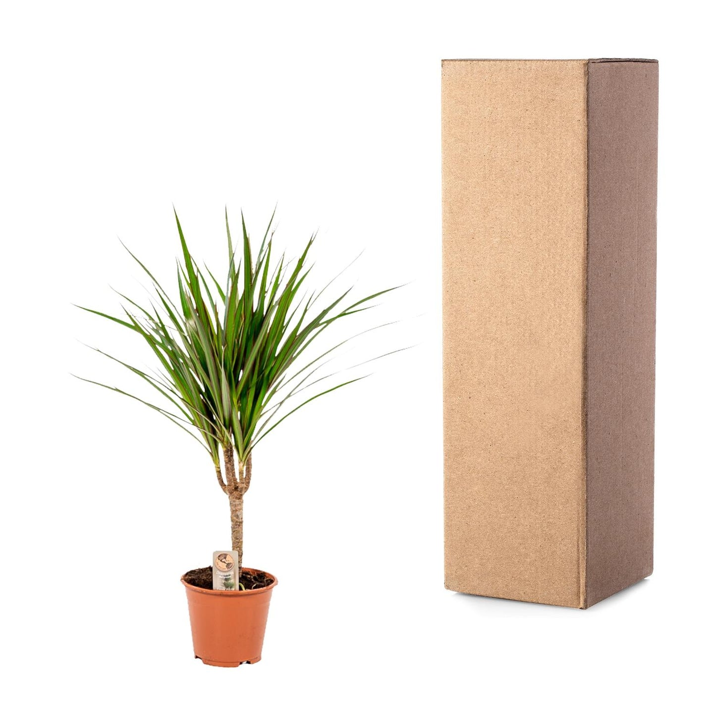 Dracaena Marginata - Ø14cm - ↕60cm - Pflanzfix24