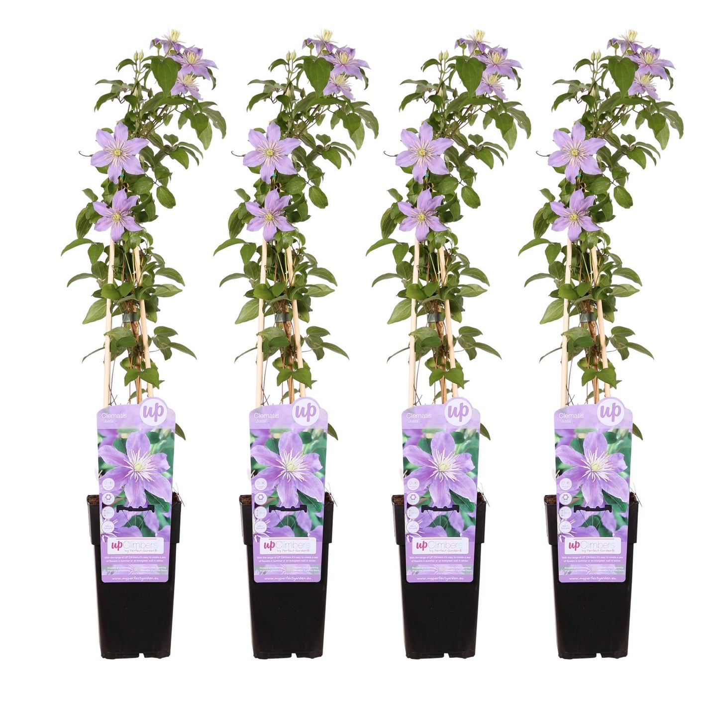 4x - Clematis Justa - ↨65cm - Ø15 - Pflanzfix24.de - Pflanzfix24.de