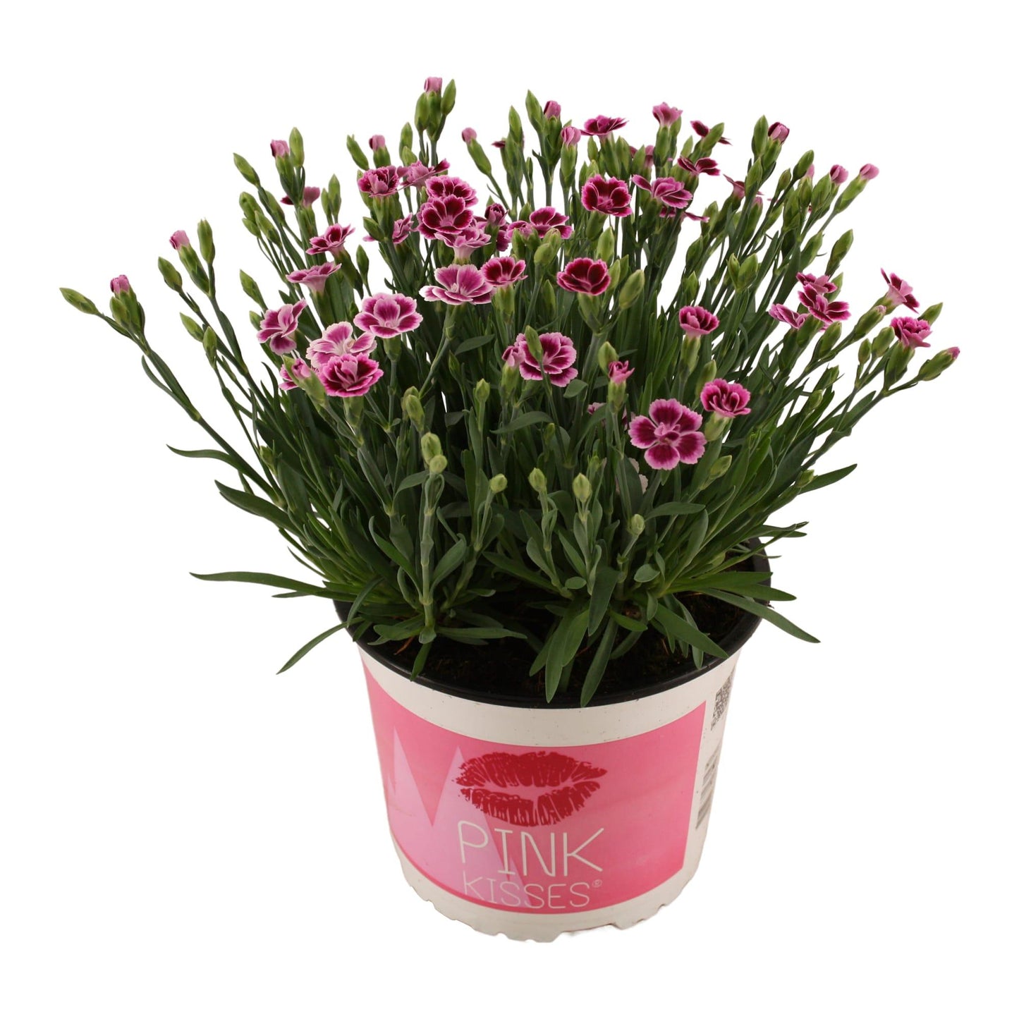 Dianthus Pink Kisses 17 CM © - Pflanzfix24