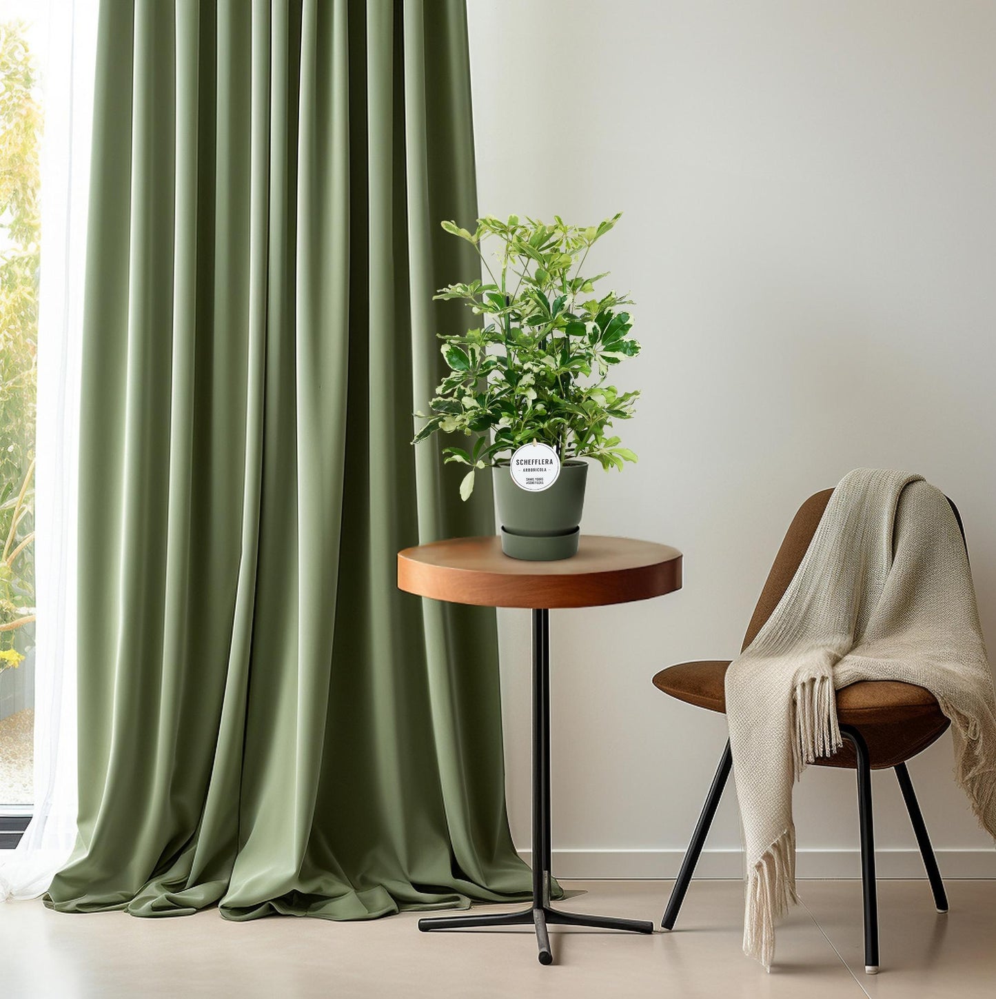 Schefflera Charlotte - Ø21cm - ↕55cm - Pflanzfix24