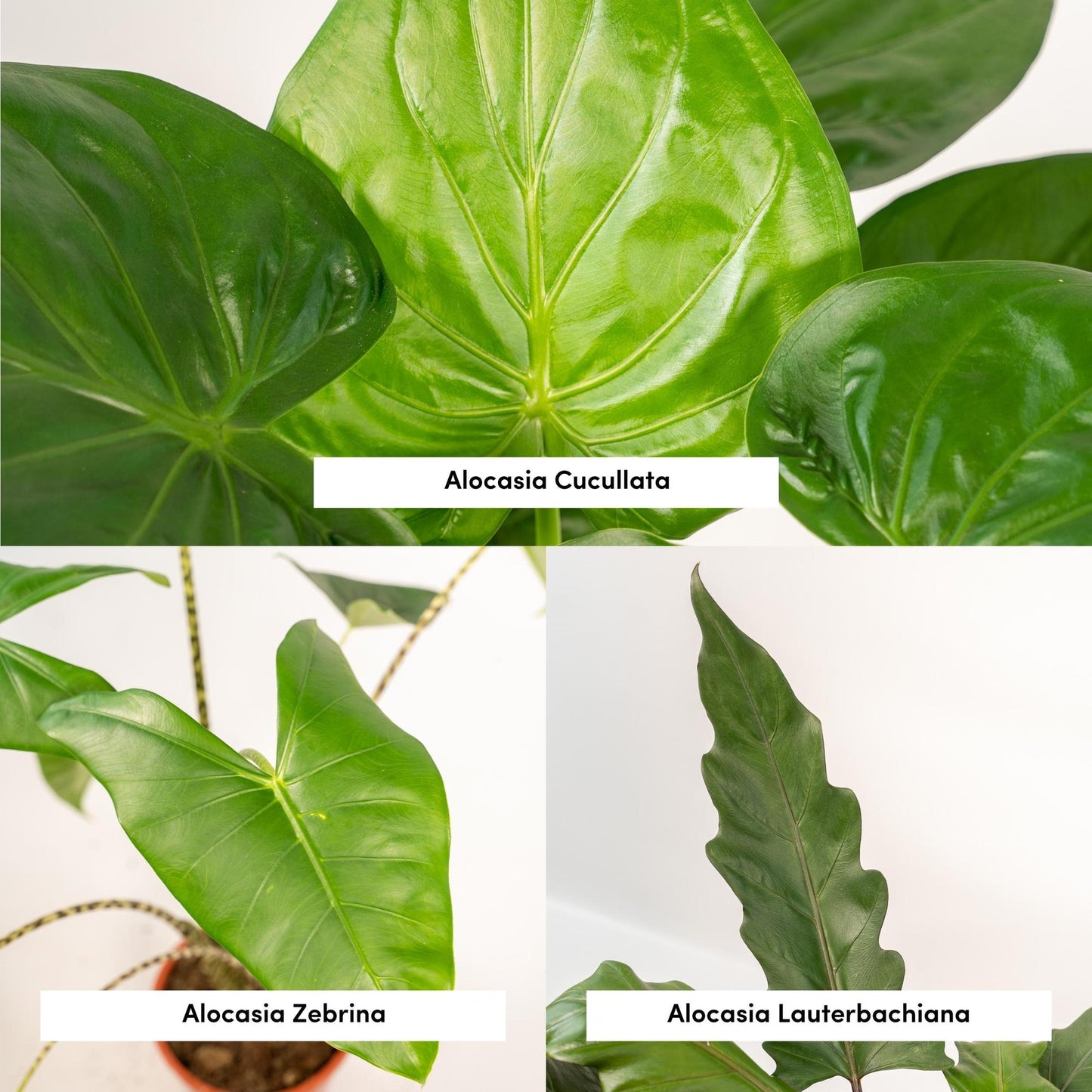 Alocasia Zebrina + Alocasia Cucullata + Alocasia Lauterbachiana - Set - Pflanzfix24.de - Pflanzfix24.de