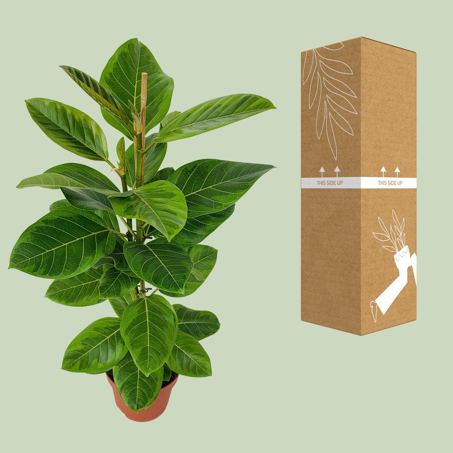 Ficus Benghalensis Roy Ø21cm - ↕85cm von Pflanzfix24